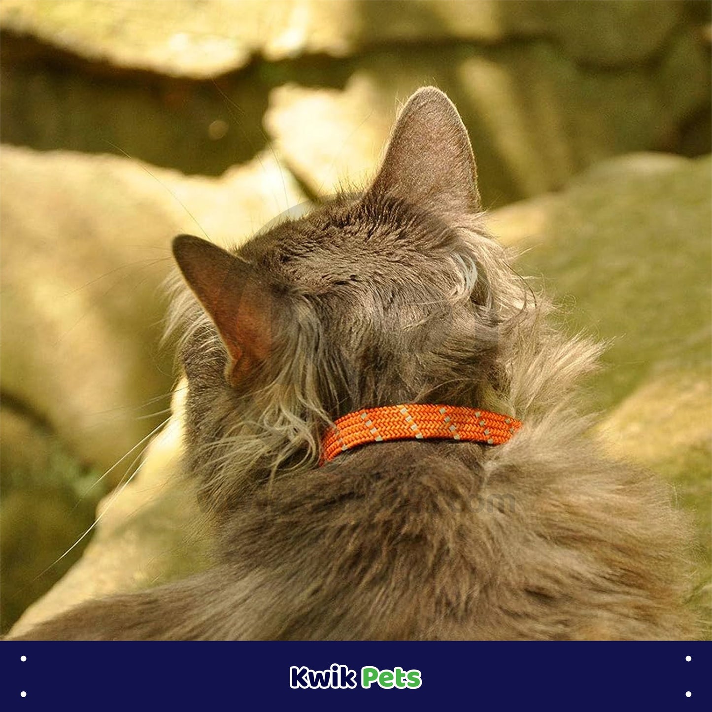 Elasta Cat Reflective Safety Stretch Collar with Reflective Charm Orange, 3/8 In X 10 in, Elasta Cat
