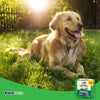 Greenies Dog Dental Treats Original Large 36 oz, 24 Count