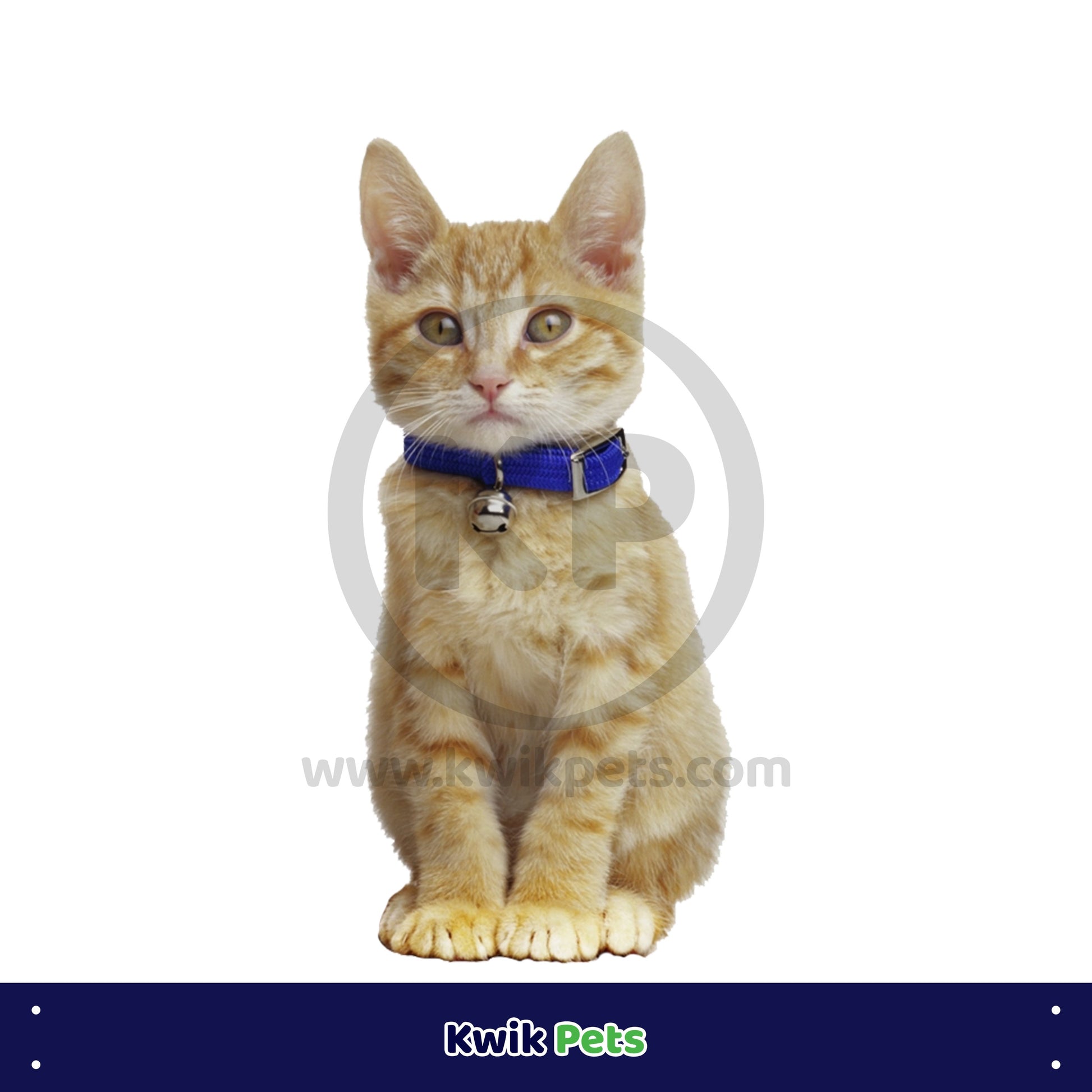 Elasta Cat Reflective Safety Stretch Collar with Reflective Charm Blue 3/8 In X 10 in, Elasta Cat