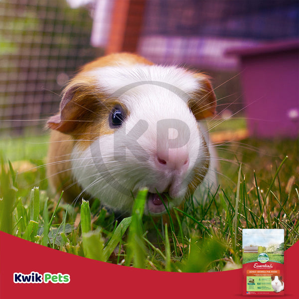 Oxbow Animal Health Essentials Adult Guinea Pig Food, 5 lb, Oxbow