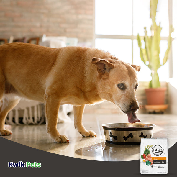 Dog Image of Nutro Natural Choice Chicken & Brown Rice Adult Dry Dog Food 30-lb