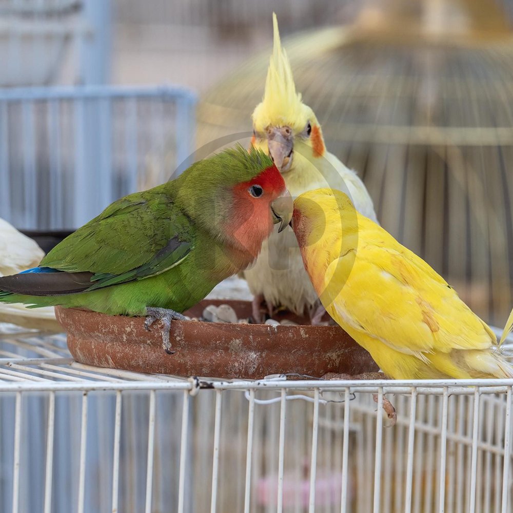 Kaytee Exact Rainbow Cockatiel 3 lb, Kaytee