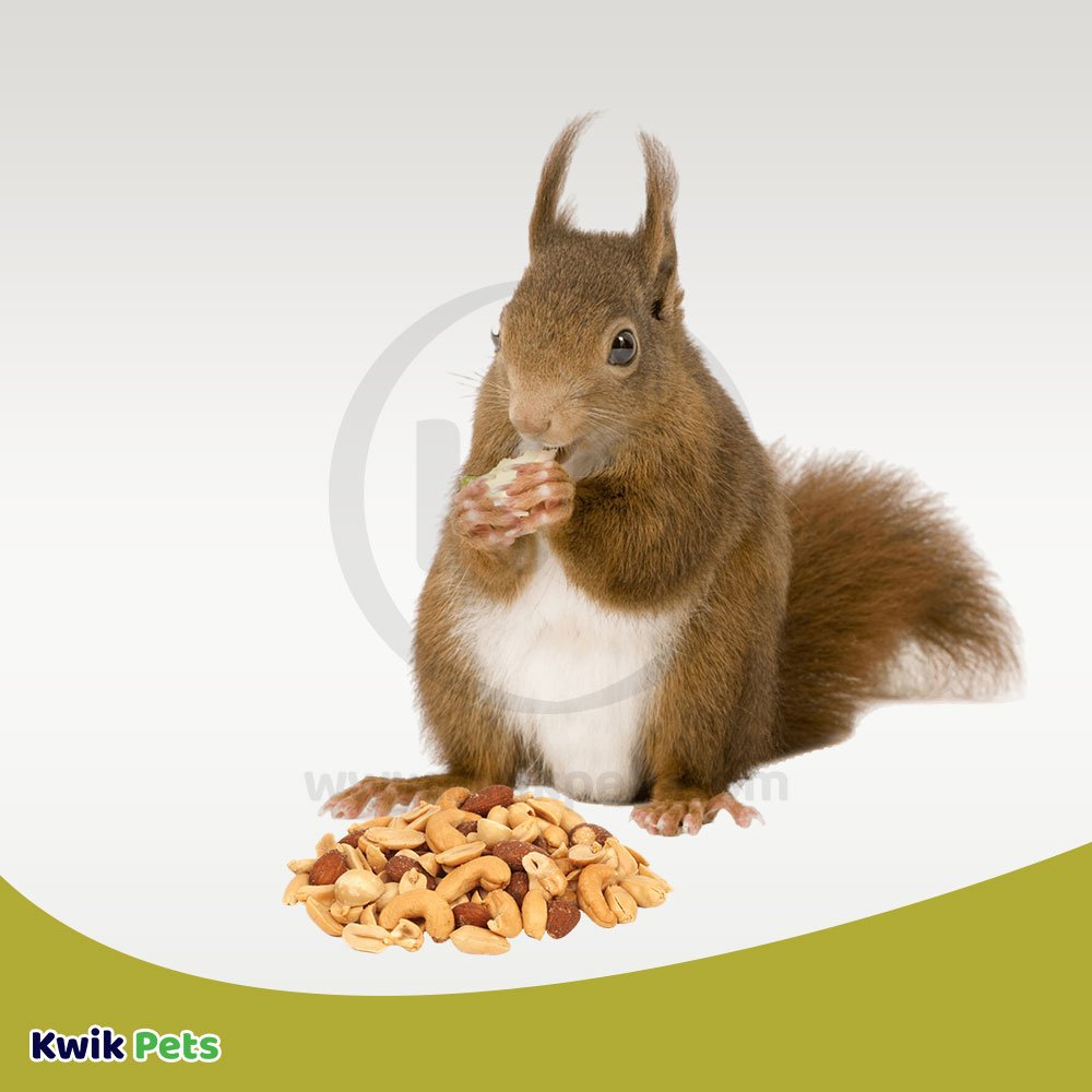 Volkman Seed Small Animal Squirrel Delight All Nut Mix 4lb, Volkman