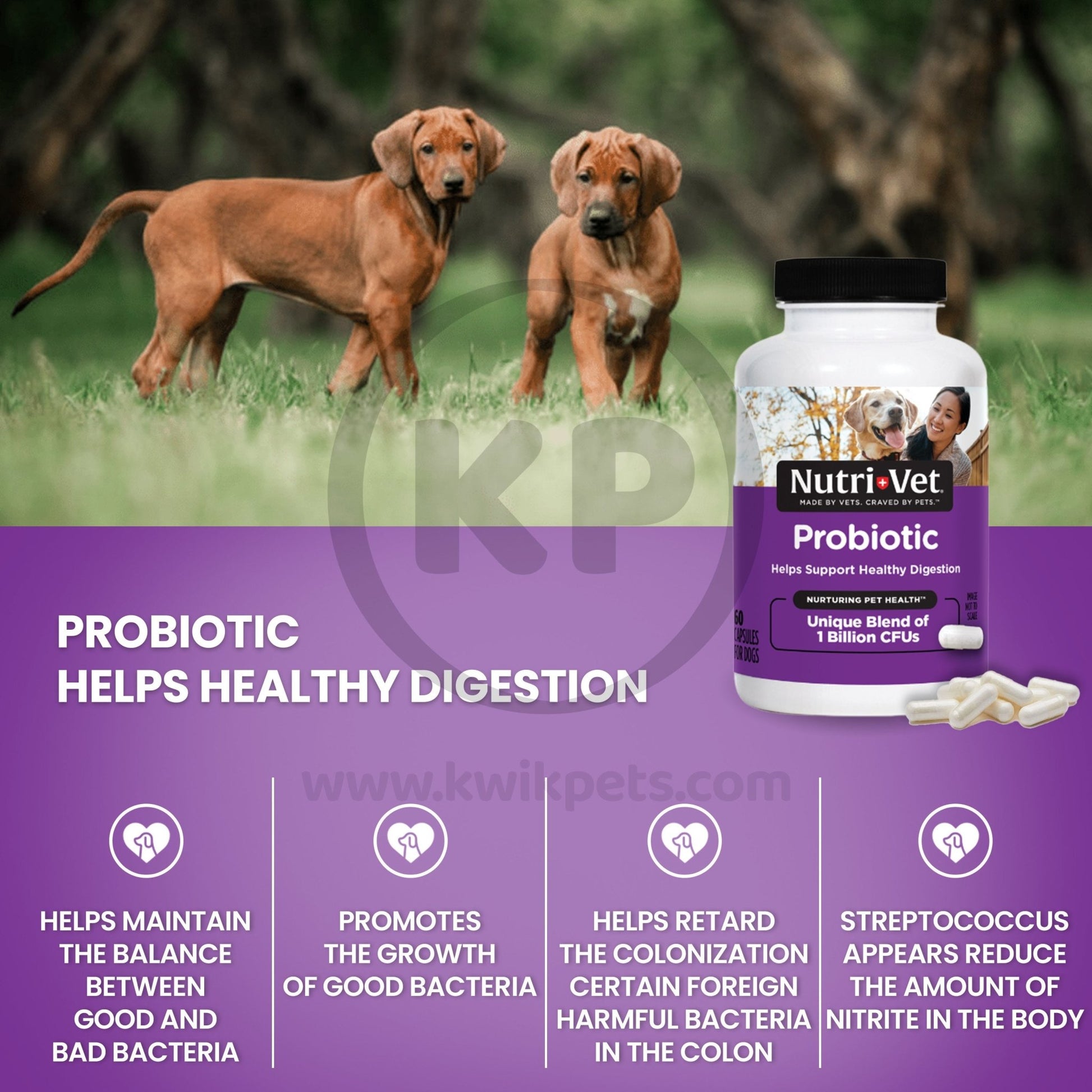 Nutri-Vet Probiotics for Dogs, 60 ct - Kwik Pets