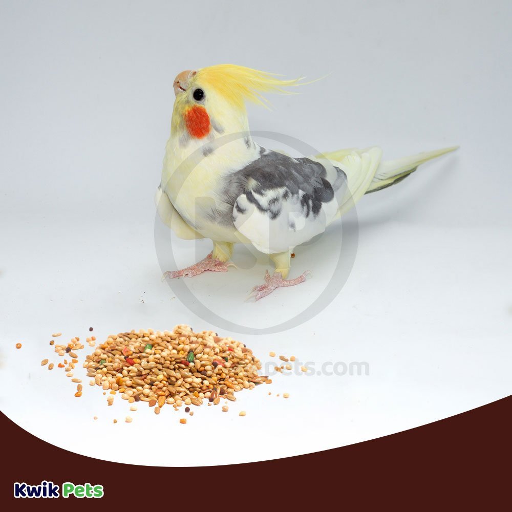 Volkman Seed Company Avian Science Super Cockatiel Bird Treat With Sunflower Seed, 4 Lb - Kwik Pets