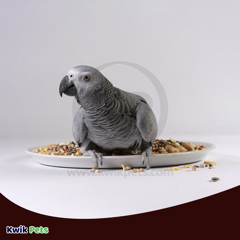 Volkman Seed Company Featherglow Parakeet Treat, 4 lb - Kwik Pets